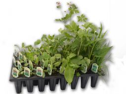 Semi-Shade Woodland Garden Kit